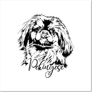 Funny Proud Pekingese dog portrait dog lover Posters and Art